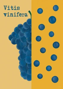 Soczyste winogrono - plakat z owocami