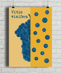 Soczyste winogrono - aranżacja plakatu na ceglanej ścianie